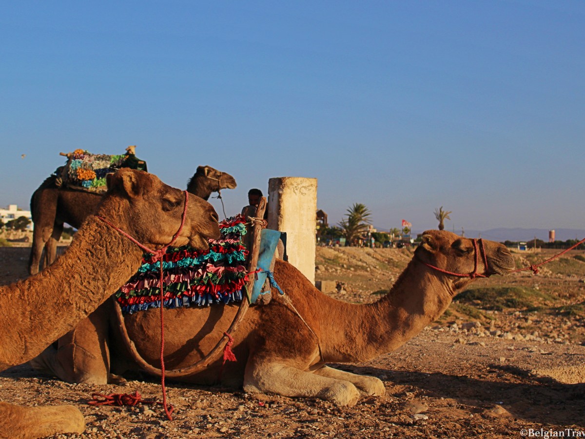 Un voyage dans le temps à SIDI&nbsp;KAOUKI